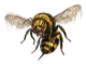 bee